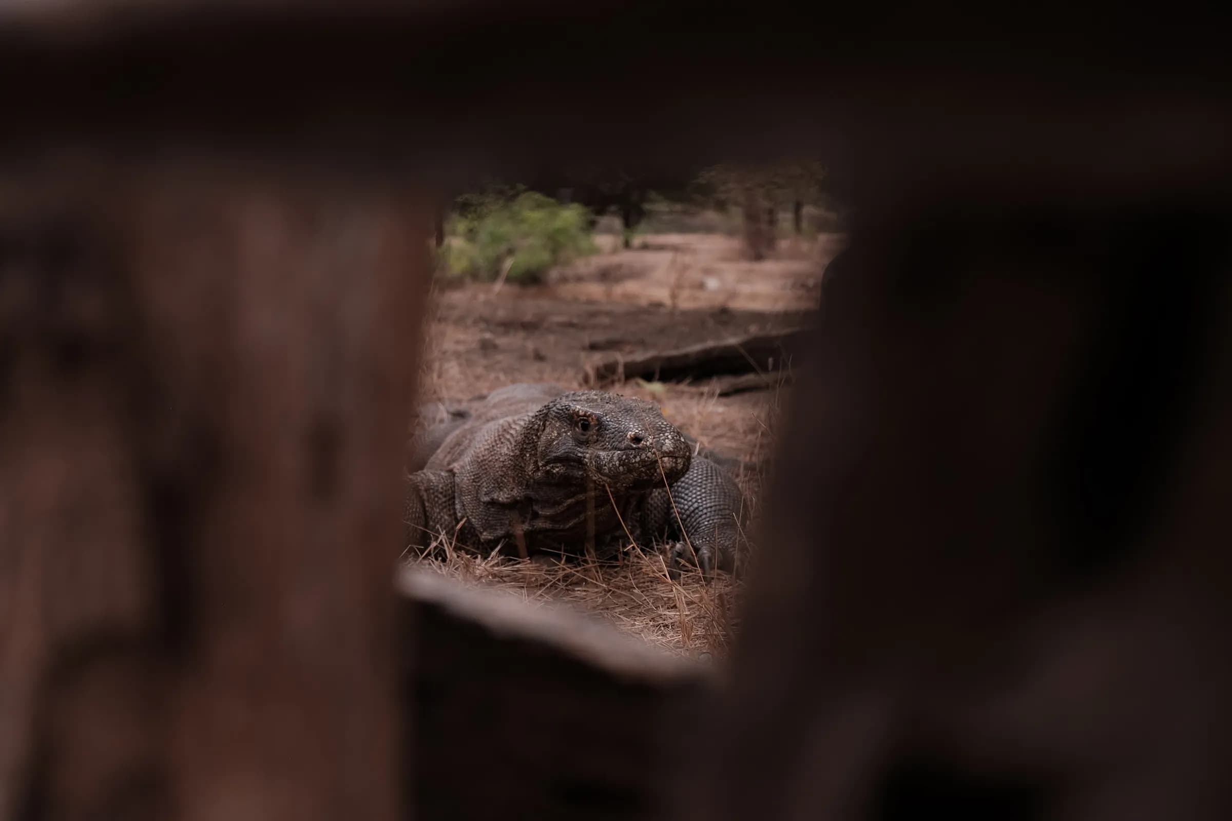 A Komodo dragon on Komodo Island, seen through a gap in the wood